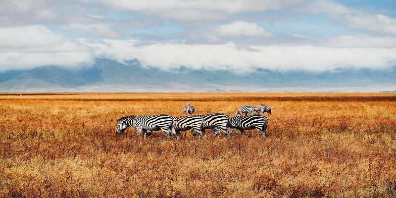 Tanzania day trips Safari