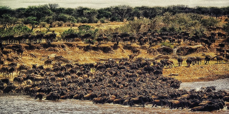 Serengeti migration Safari Operators 